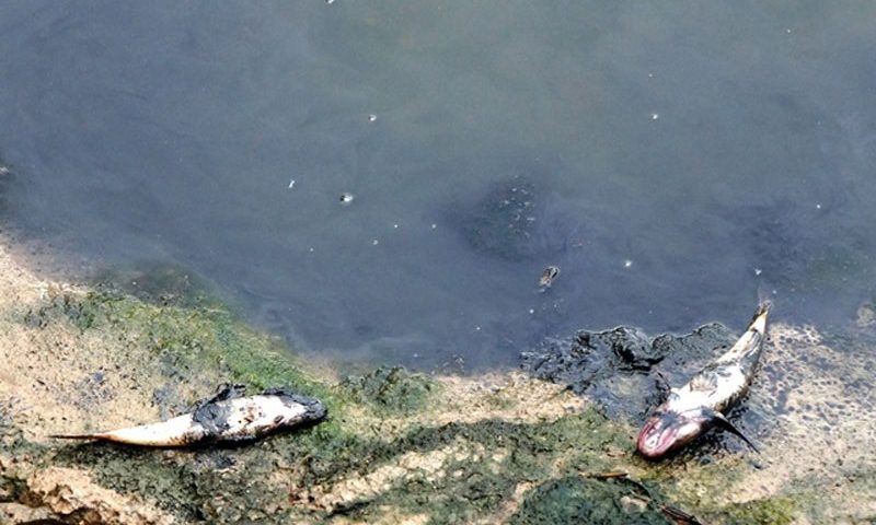 Tôm, cá sông Gành Hào tiếp tục chết do ô nhiễm môi trường