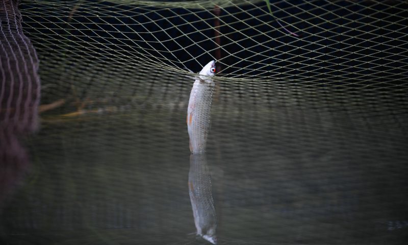 “Canh bạc” khắc nghiệt bên dòng sông Đà mắc cạn