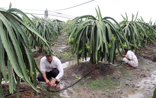 Chuyển đổi sản xuất để ứng phó hạn, mặn